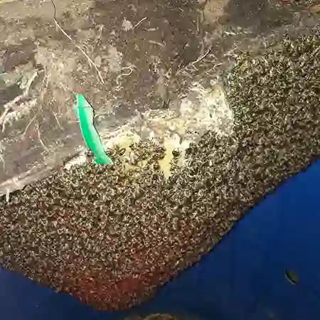 Bee colony removal water container, Killarney Gardens, Cape Town