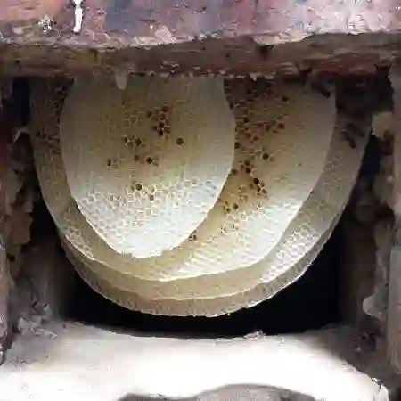 Honey bee colony removal from air brick in Claremont, Cape Town