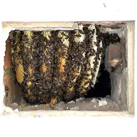 Bee colony removal from air vent in cavity wall, Milnerton, Cape Town, South Africa