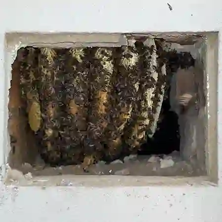 Bee colony removal from air vent in cavity wall, Milnerton, Cape Town, South Africa