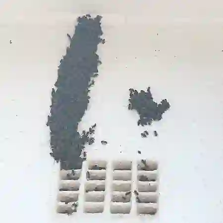Trapout installed to remove bees in air brick