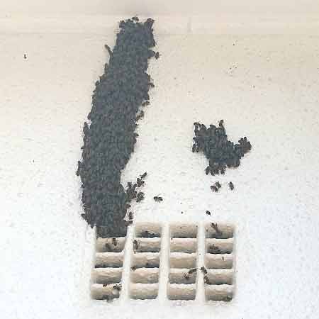 Bees moved into cavity wall through air vent in Monte Vista, Cape Town