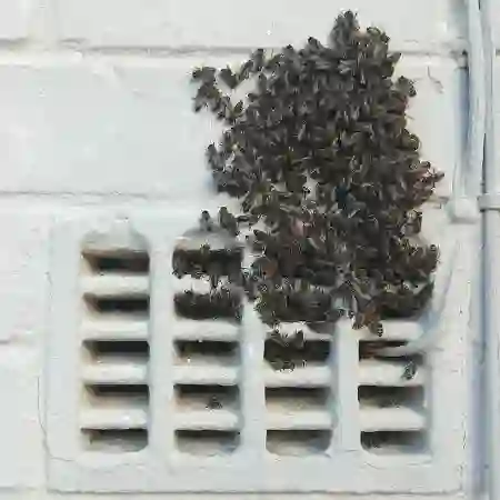 Bee swarm moved into cavity wall in Kenridge in the Northern suburbs of Cape Town.