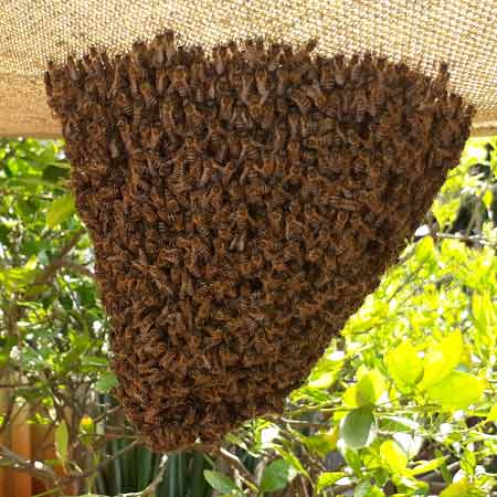 Apis mellifera capensis- bee colony removal, Table View, Cape Town
