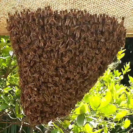 Apis mellifera capensis- bee colony removal, Table View, Cape Town