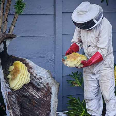 Bee colony removal from artificial rock feature. Bees absconded the previous day in Table View, Cape Town