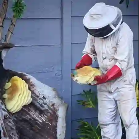 Bee colony removal from artificial rock feature. Bees absconded the previous day in Table View, Cape Town