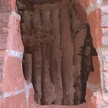 Established bee colony removal from brick cavity at heights in Bellville South