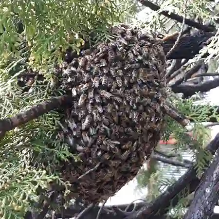Capensis honey bee swarm removal, Table View, Cape Town