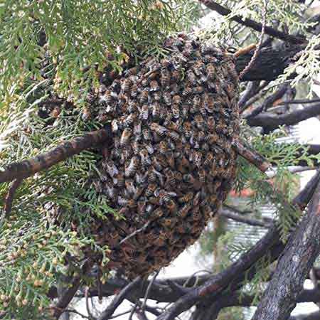 Capensis honey bee swarm removal, Table View, Cape Town