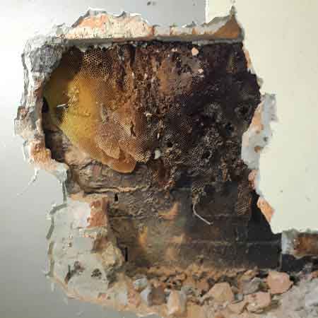 Bee colony removal from cavity wall, Table View, Cape Town