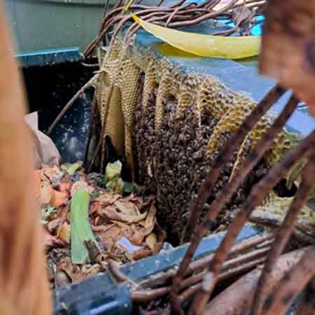Bee colony removal from compost bin, Observatory, Cape Town, Western Cape