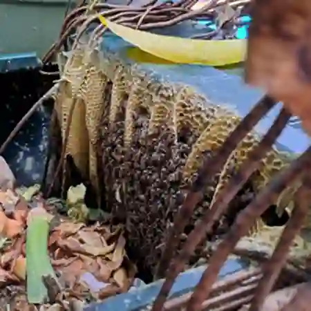 Bee colony removal from compost bin, Observatory, Cape Town, Western Cape