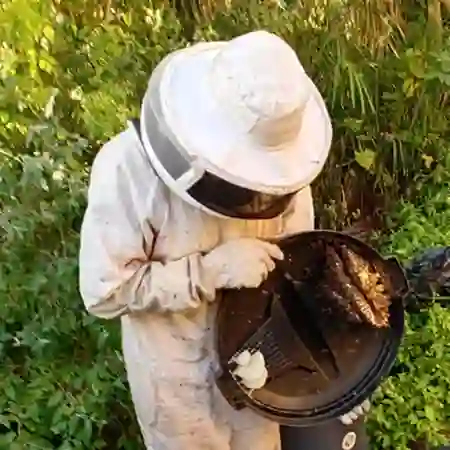 New bee colony removal from Sea Point, Cape Town.