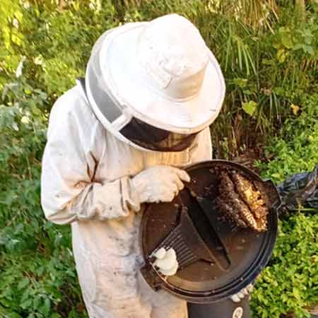 New bee colony removal from Sea Point, Cape Town.
