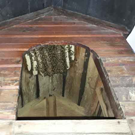 Bee removal dog kennel, Parow, Cape Town