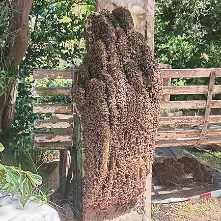 Large established bee colony in void above garden drain in Durbanville, Cape Town