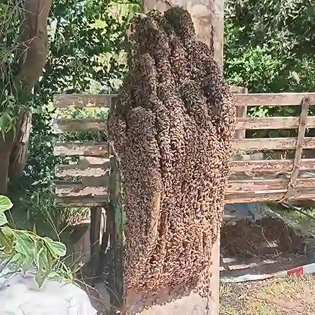 Large established bee colony in void above garden drain in Durbanville, Cape Town