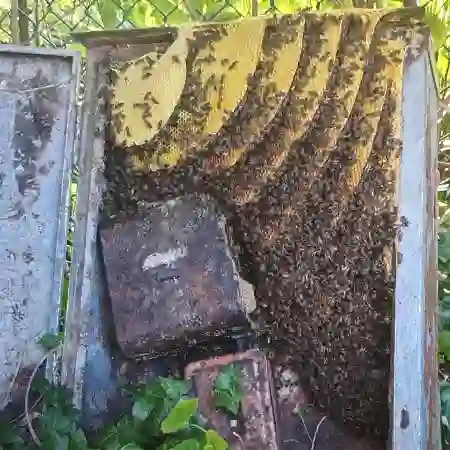Electrical box bee removal in Claremont, Cape Town. Medium sized Capensis bee colony.