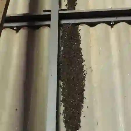 Honey bee removal from farm shed roof in Philadelphia, Cape Town