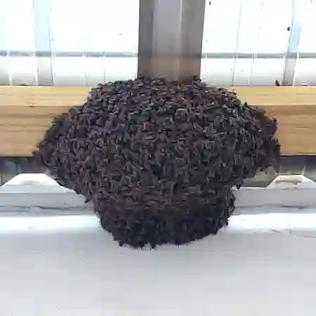 Bee swarm from garage roof in Mitchells Plain, Cape Town.