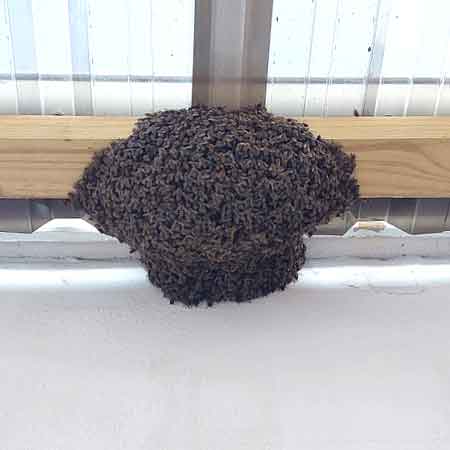 Bee swarm from garage roof in Mitchells Plain, Cape Town.