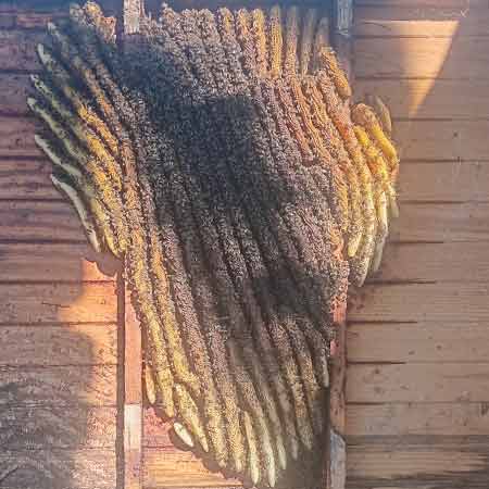 Large friendly bee colony in under shed floor in Table View, Cape Town