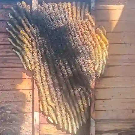 Large friendly bee colony in under wooden shed floor for many years in Table View, Cape Town