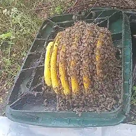 Irrigation box of a small / medium size Capensis bee colony in Sunningdale, Cape Town. Calm relaxed bee colony.