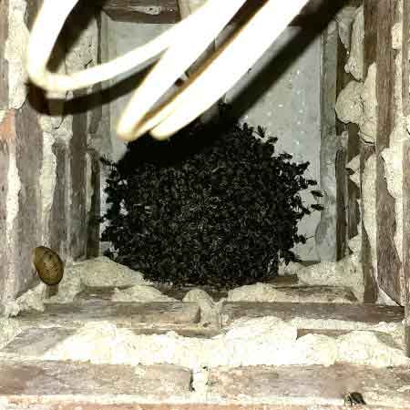 Bee colony removal from letterbox / wall column, Durbanville, Cape Town