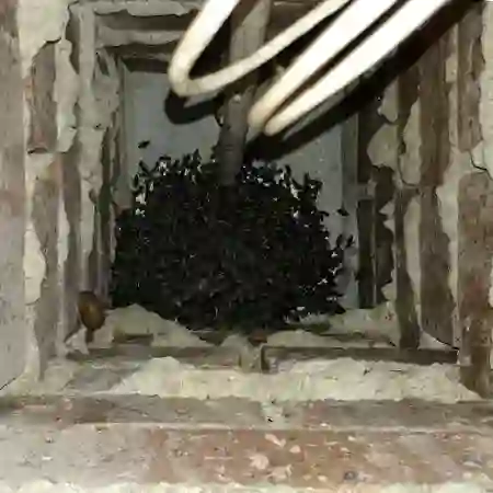 Bee colony removal from letterbox / wall column, Durbanville, Cape Town