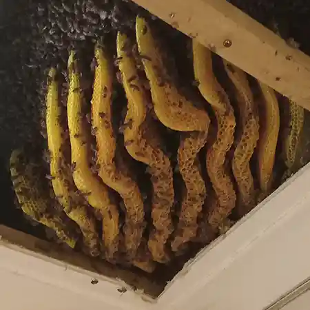 Carefull internal bee removal from asbestos roof in Milnerton, Cape Town