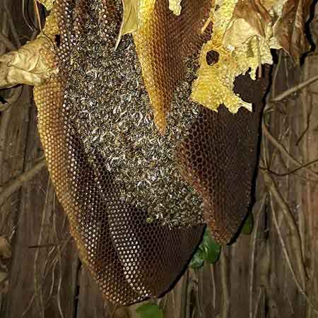 Bee colony removal from garden tree, Table View, Cape Town