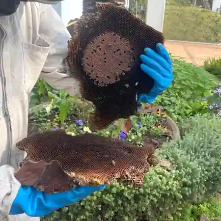 Sucessful bee removal from palm tree 8 meters high in Kuils River