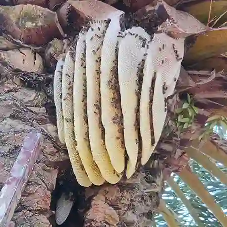 Friendly bee colony removal in Morningstar, Cape Town.