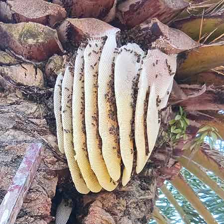 Friendly bee colony removal in Morningstar, Cape Town.