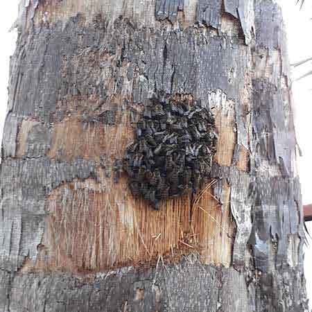 Bee colony removal from tree, Blouberg, Cape Town, South Africa