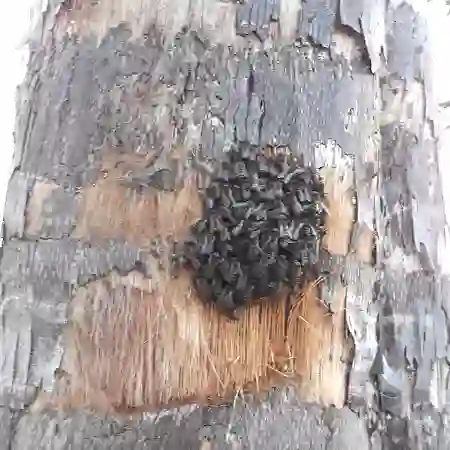 Bee colony removal from tree, Blouberg, Cape Town, South Africa