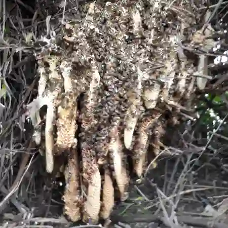 Parklands bee colony removal from garden in Cape Town