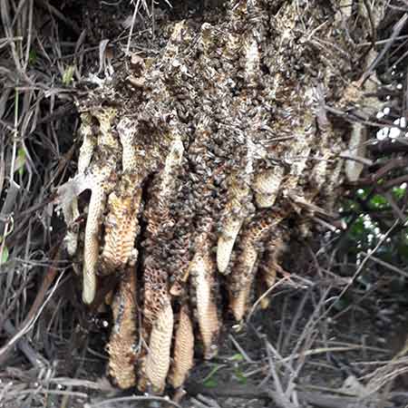 Parklands bee colony removal from garden in Cape Town