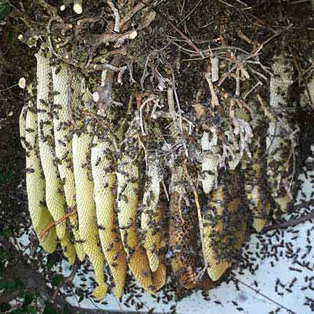 Wild bee colony removal from garden in Cape Town, Western Cape