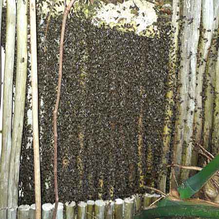 Wild bee colony removal from a latte fence, Cape Town, Western Cape