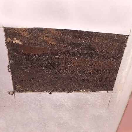 Established bee colony in ceiling / roof void in Athlone, Cape Town