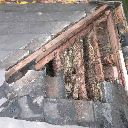 Large bee colony removal from roof in Kenridge Heights, Cape Town