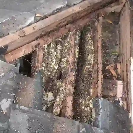 Large bee colony removal from roof in Kenridge Heights, Cape Town