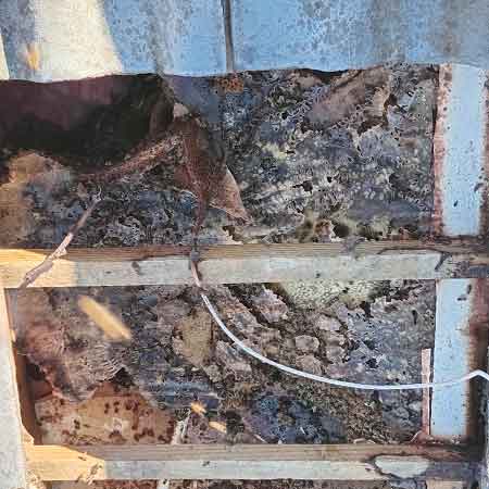 Established bee colony removal from a Sunningdale roof in Cape Town. Established for 3 - 4 years