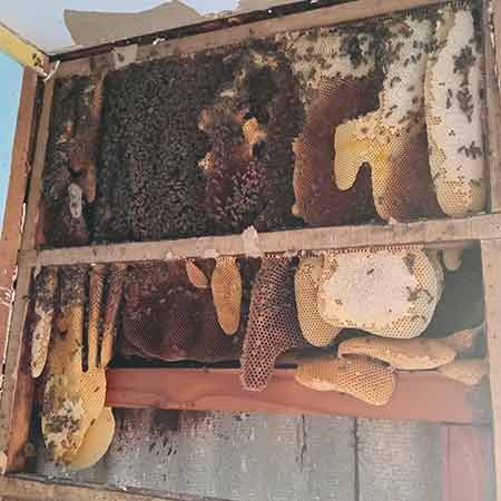 Honey bee removal from a storage shed wall cavity in Melkboostrand, Cape Town. (Non Profit Organization)