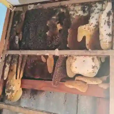 Honey bee removal from a storage shed wall cavity in Melkboostrand, Cape Town. (Non Profit Organization)