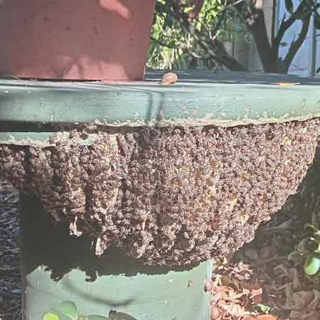 Established large bee colony in rear garden concrete table, SOnstraal heights, Cape Town