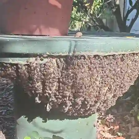 Established large bee colony in rear garden concrete table, Sonstraal heights, Cape Town